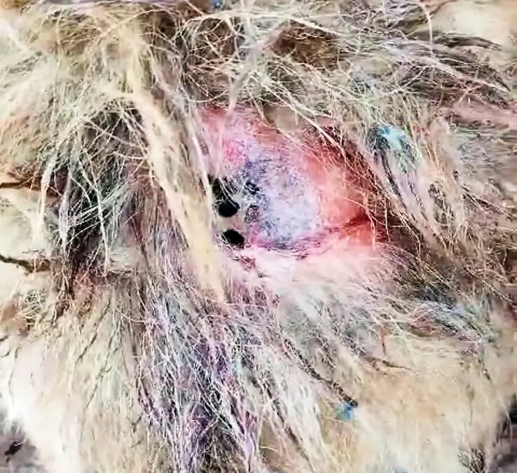 Denúncia de Maus-Tratos Leva Vigilância Sanitária a Residência em Coronel Barros