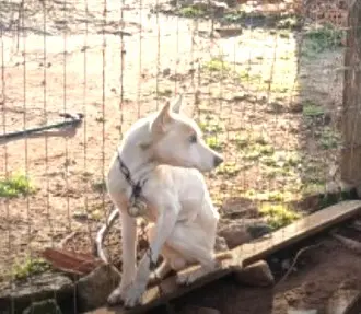 Cão extremamente magro e com ferimentos é resgatado em Benjamin Nott, interior de Cruz Alta; tutor é detido por maus-tratos