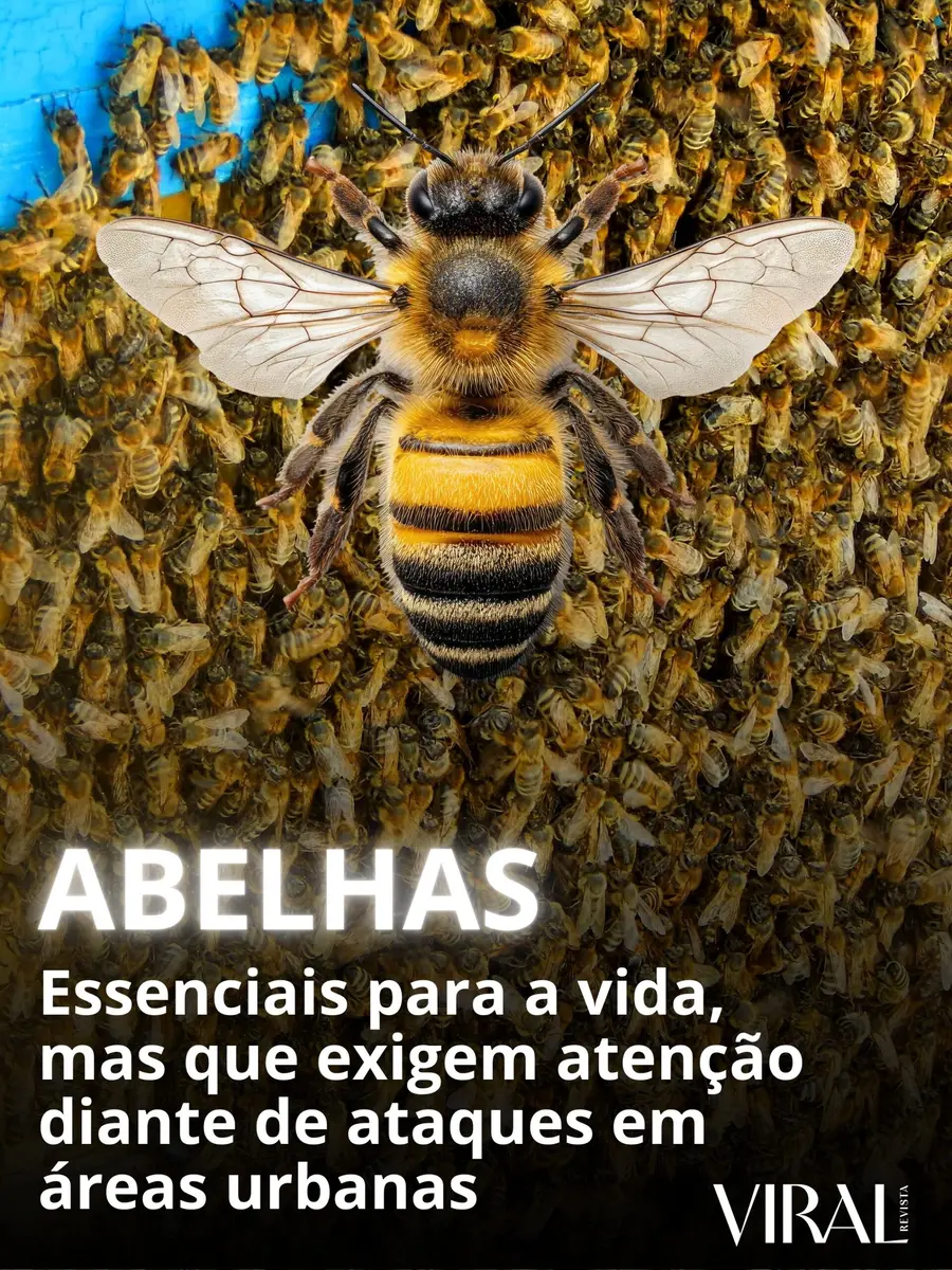 Abelhas: essenciais para a vida, mas que exigem atenção diante de ataques em áreas urbanas