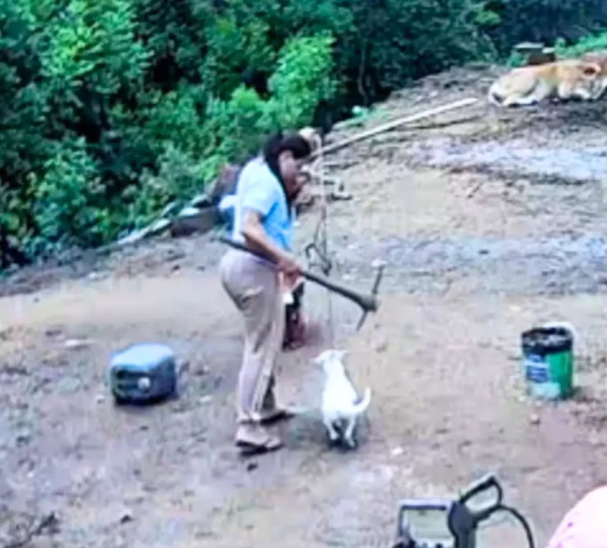 Cão Branquinho: presa mulher investigada por maus-tratos a animais após novos fatos