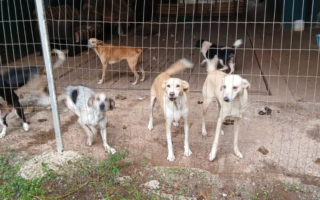 ABANDONO, DOENÇA E FOME: A REALIDADE DOLOROSA DE ANIMAIS EM FORTALEZA DOS VALOS
