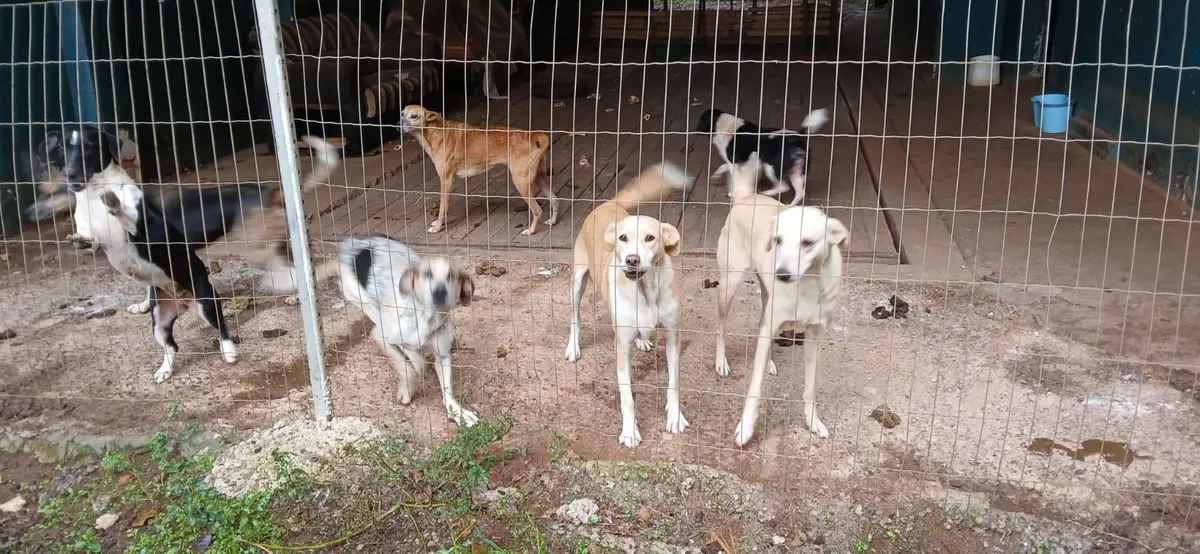 ABANDONO, DOENÇA E FOME: A REALIDADE DOLOROSA DE ANIMAIS EM FORTALEZA DOS VALOS