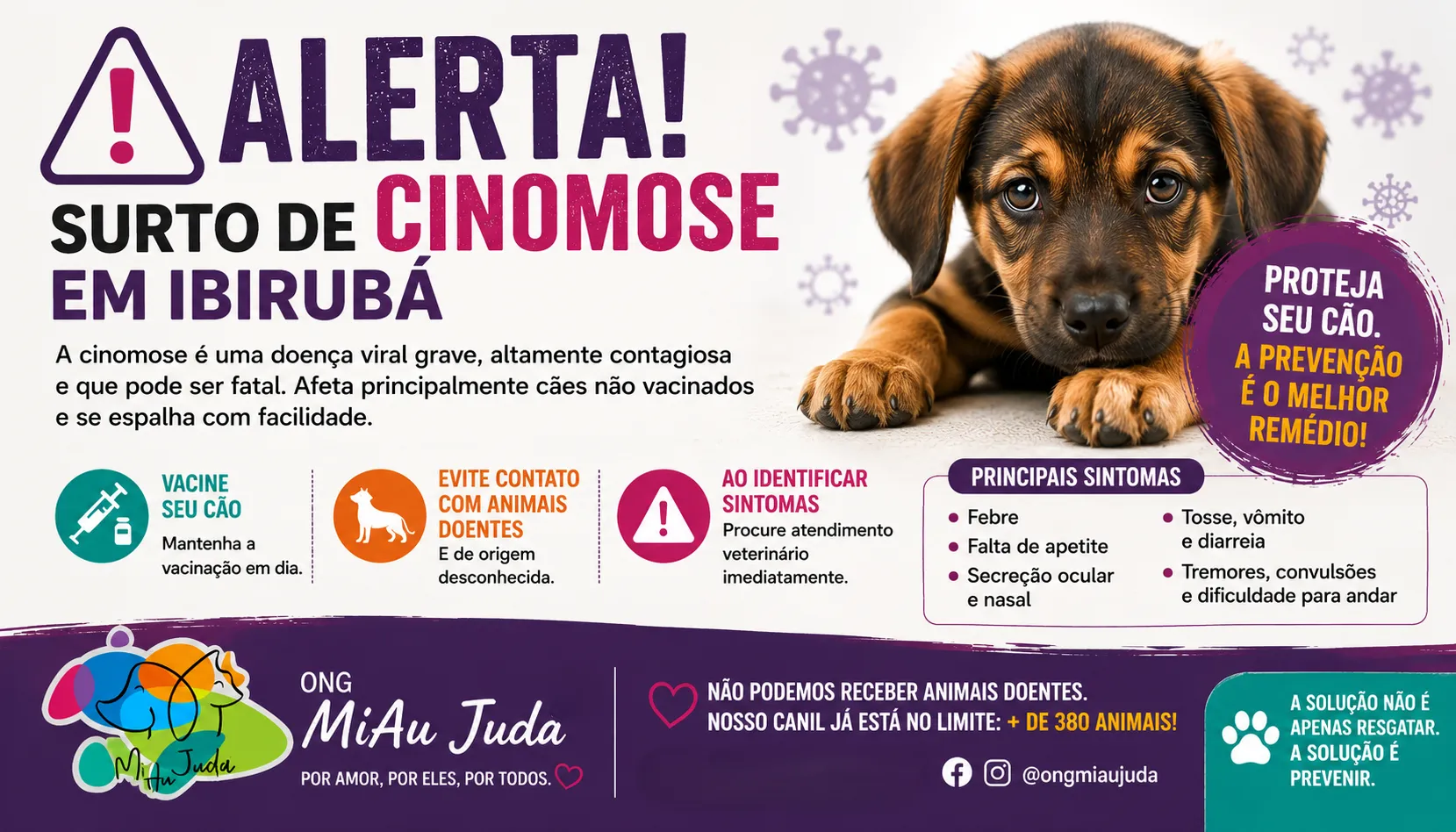 Surto de cinomose preocupa veterinárias, protetores e ONG MiAu Juda em Ibirubá