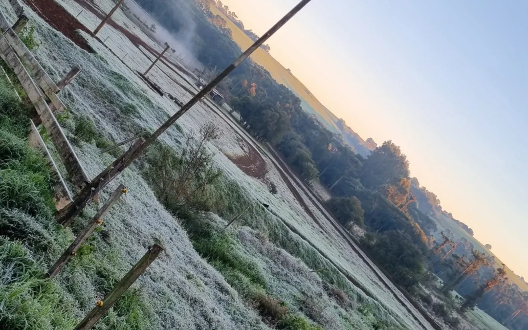 Geada marca amanhecer gelado em Ibirubá e região; fim de semana terá mudança no tempo