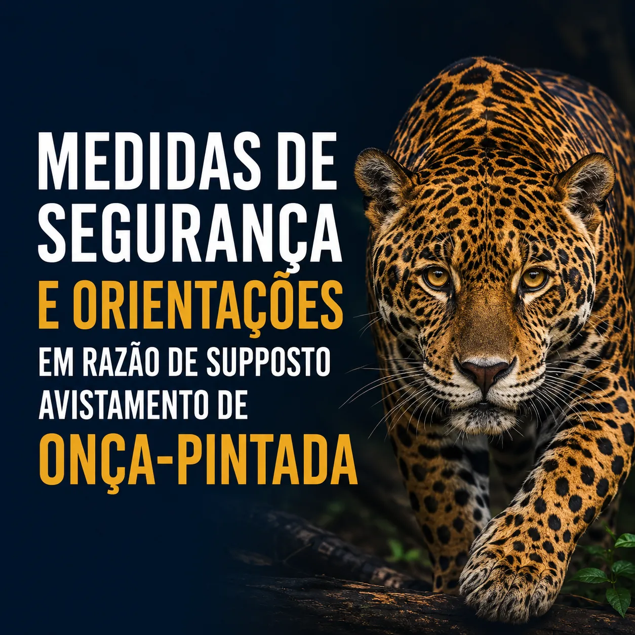 Medidas de Segurança e Orientações em Razão de Suposto Avistamento de Onça-Pintada no Interior de Passo Fundo
