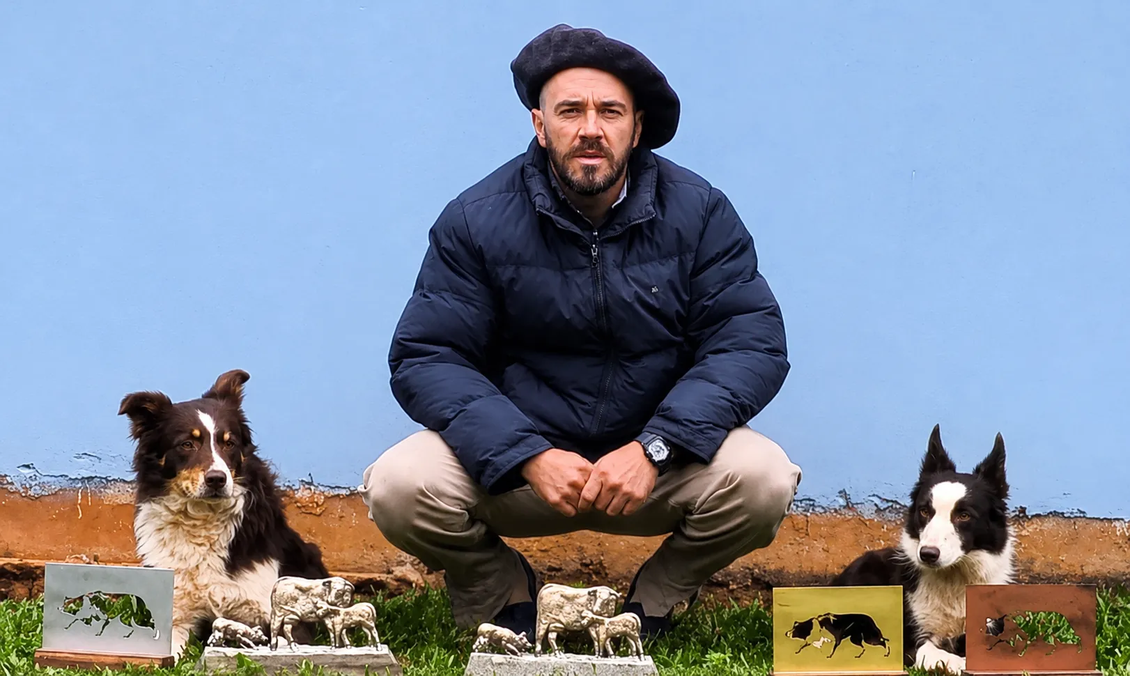 Talento, instinto e precisão: os Border Collies campeões que levam o nome de Ibirubá para todo o Brasil