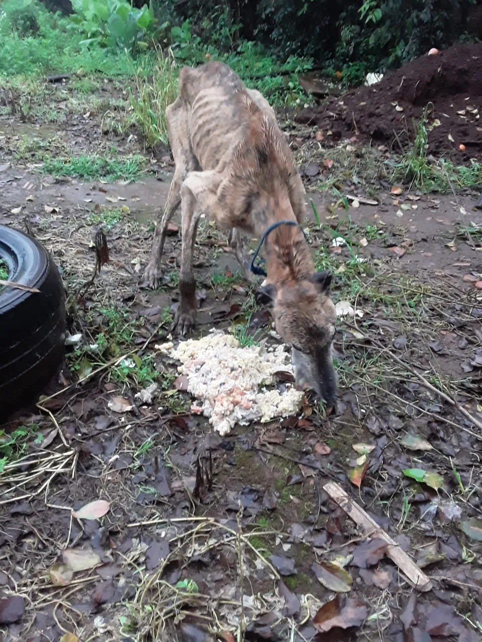 ONG denuncia abandono de cão em estado extremo de desnutrição em Alfredo Brenner