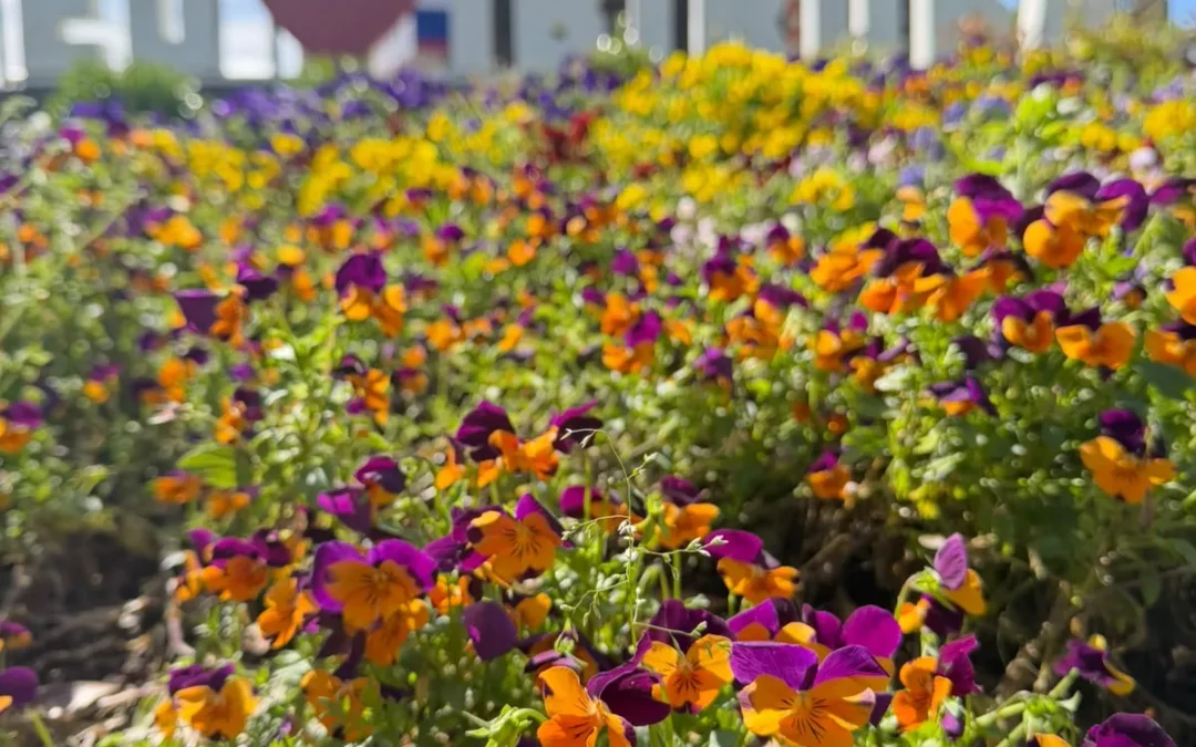 Primavera começa nesta terça-feira com dia e noite de duração semelhante