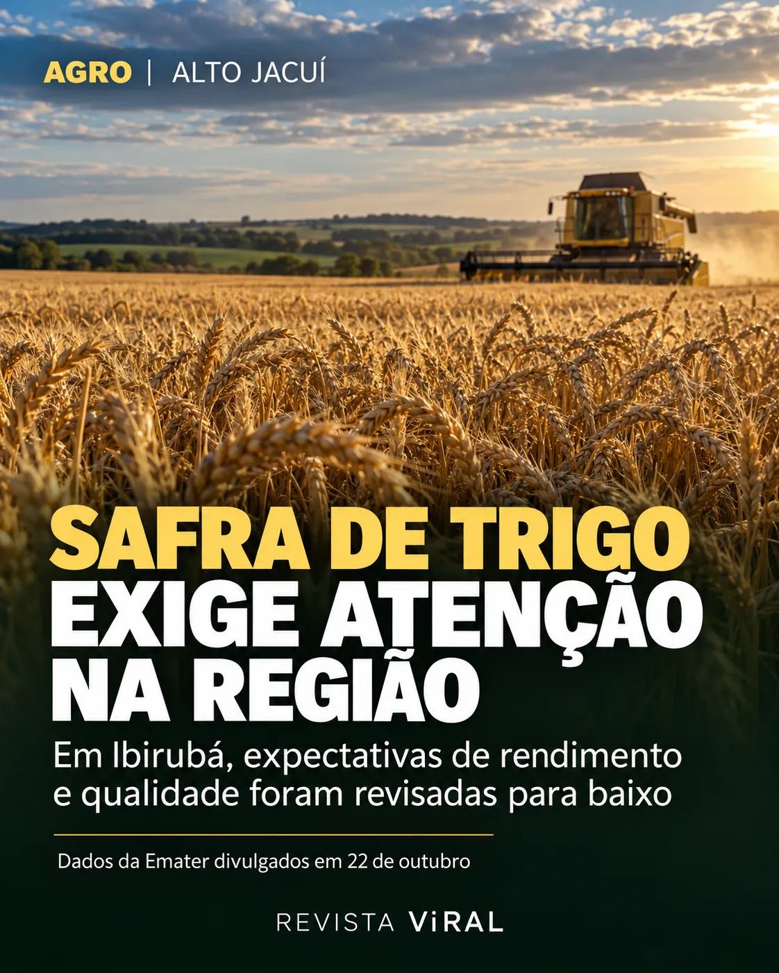 Safra de trigo exige atenção dos produtores na região de Ibirubá